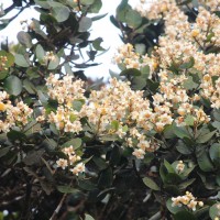 Calophyllum walkeri Wight